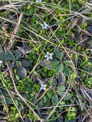 Bacopa monnieri