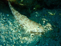 Istigobius decoratus