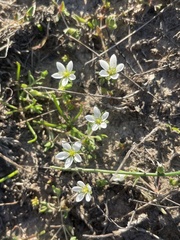Sabulina californica