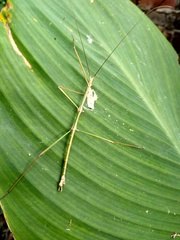 Pseudosermyle strigiceps