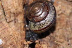 Helminthoglypta traskii