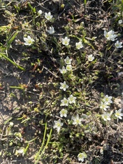 Sabulina californica
