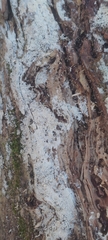 Hyphodontia arguta