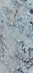 Hyphodontia arguta