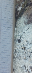 Hyphodontia arguta