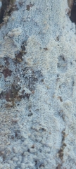 Hyphodontia arguta