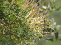 Weinmannia