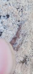 Hyphodontia arguta