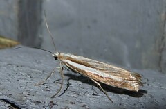 Orocrambus vittellus
