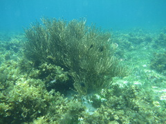 Isis hippuris