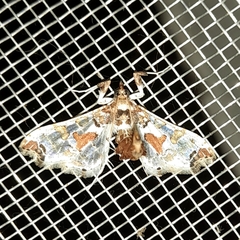 Leucinodes