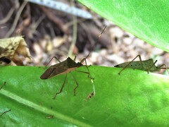 Paradasynus spinosus