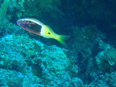 Parupeneus barberinoides