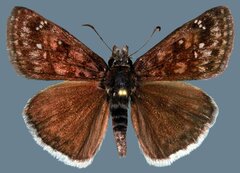 Erynnis pacuvius pacuvius