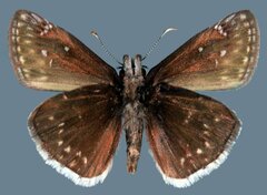 Erynnis pacuvius pacuvius