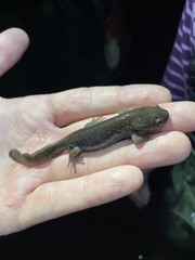 Ambystoma talpoideum