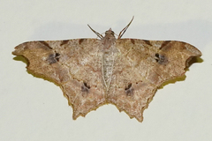Macaria achetata