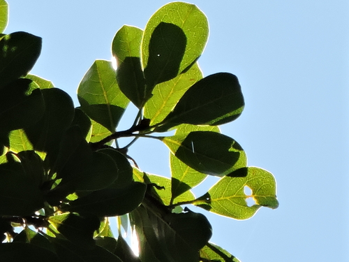 Terminalia kleinii (Terminalia kleinii)