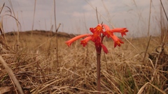 Cyrtanthus tuckii transvaalensis