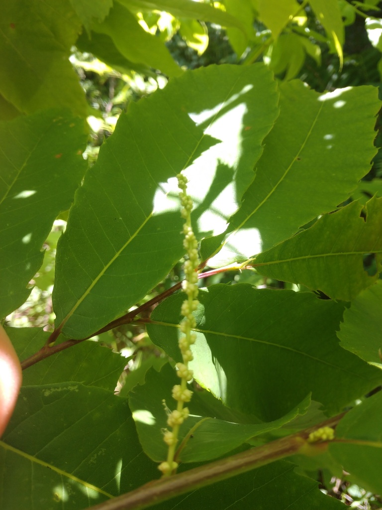 Alabama chinquapin