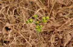 Euphorbia striata
