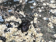 Petrolisthes cinctipes