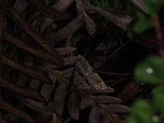 Dichromodes triparata