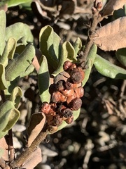 Disholcaspis prehensa