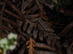 Dichromodes triparata