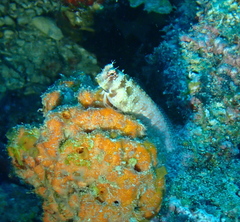 Crossosalarias macrospilus