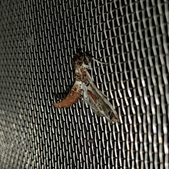 Leucinodes