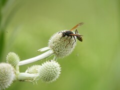 Polistes cinerascens