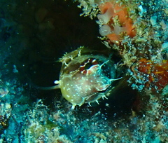 Crossosalarias macrospilus