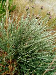 Cytisus oromediterraneus