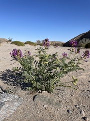 Astragalus crotalariae