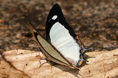 Polyura jalysus