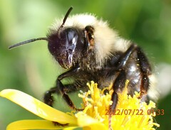 Bombus flavidus