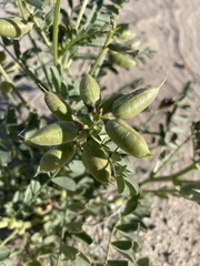 Astragalus crotalariae