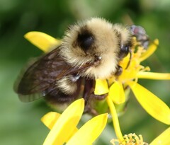 Bombus flavidus