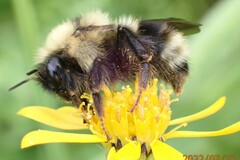 Bombus flavidus