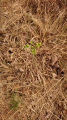 Euphorbia striata