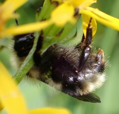 Bombus flavidus