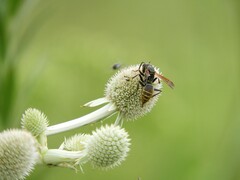 Polistes cinerascens