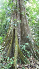 Minquartia guianensis