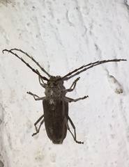 Gnaphalodes trachyderoides