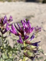 Astragalus crotalariae