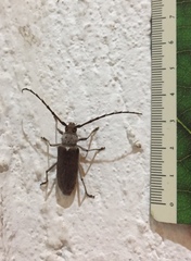 Gnaphalodes trachyderoides