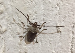 Gnaphalodes trachyderoides