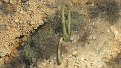 Trichocereus spachianus