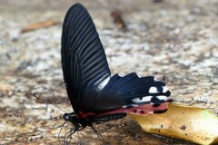 Papilio alcmenor